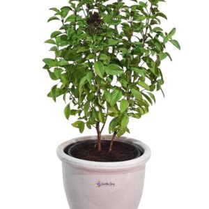 Ocimum Basilicum