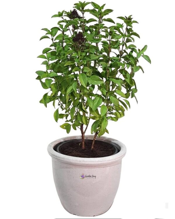 Ocimum Basilicum