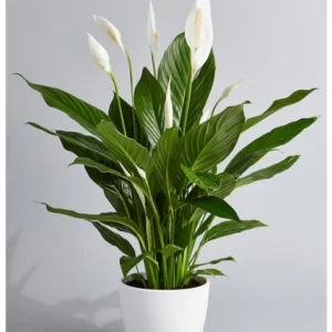Spathiphyllum