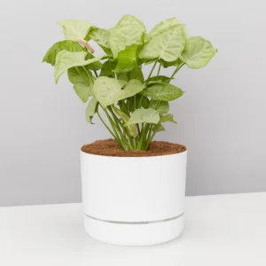 Syngonium