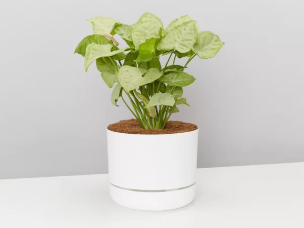 Syngonium