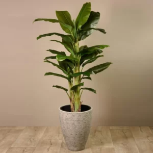 Banana Tree
