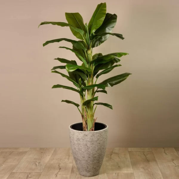 Banana Tree
