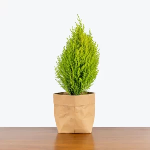 Cupressus