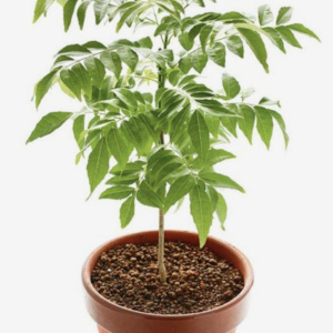 Curry Leaves