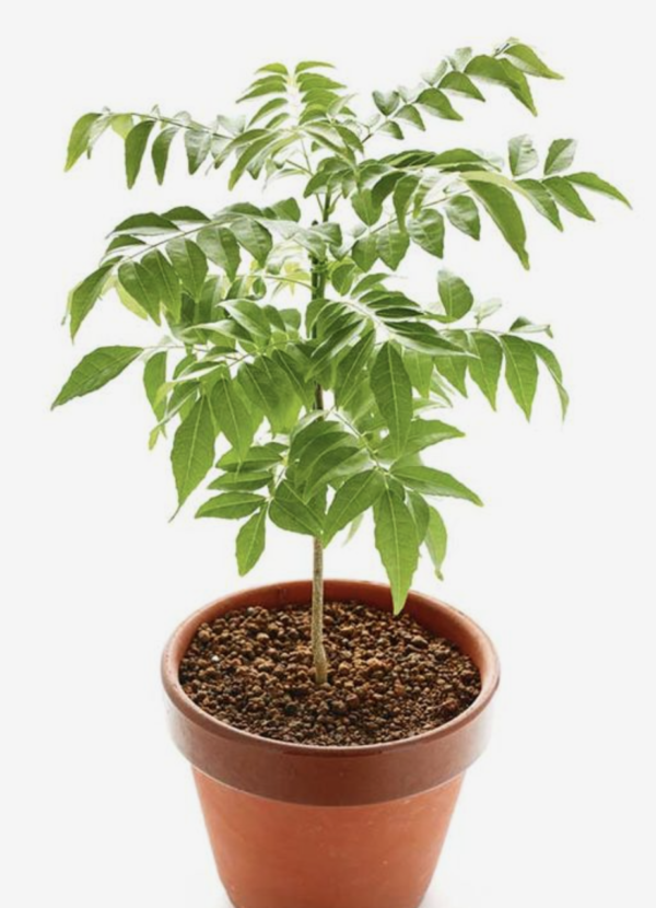 Curry Leaves