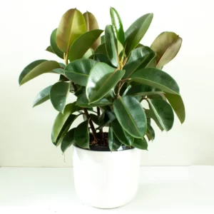 Ficus Robusta
