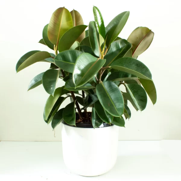 Ficus Robusta