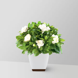 Gardenia Jasminoides
