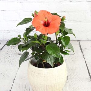 Hibiscus