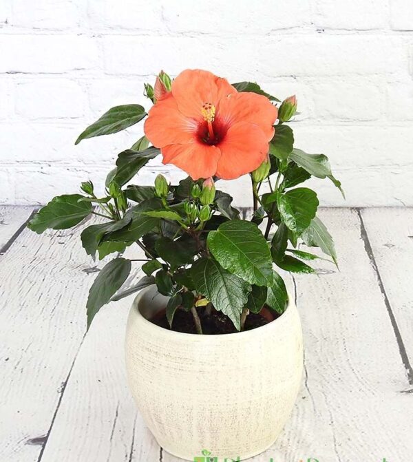 Hibiscus
