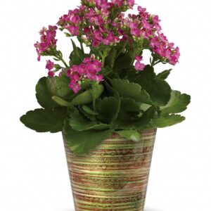 Kalanchoe