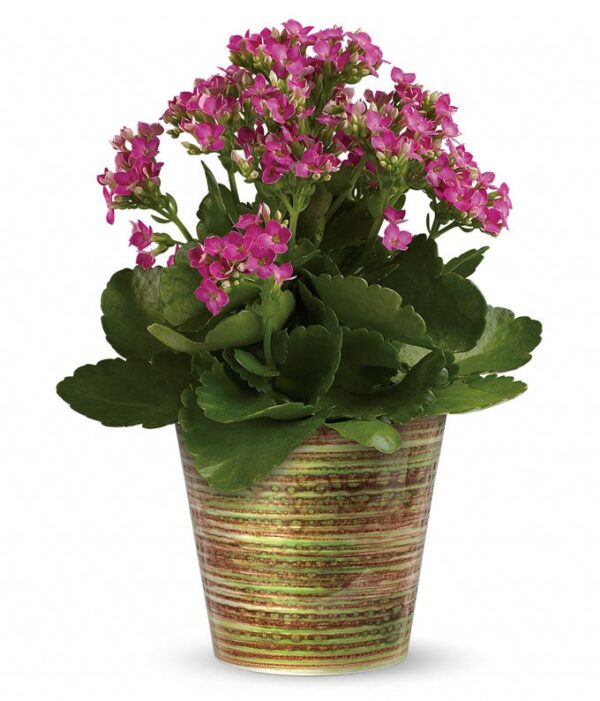Kalanchoe