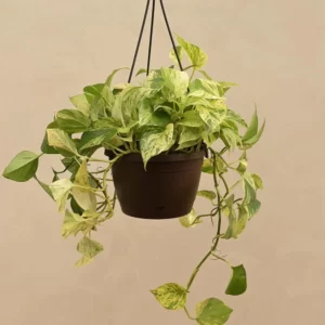 Money Plant