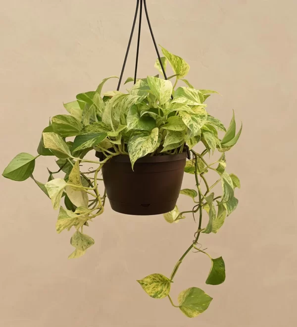 Money Plant