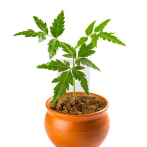 Azadirachta (Neem Tree)
