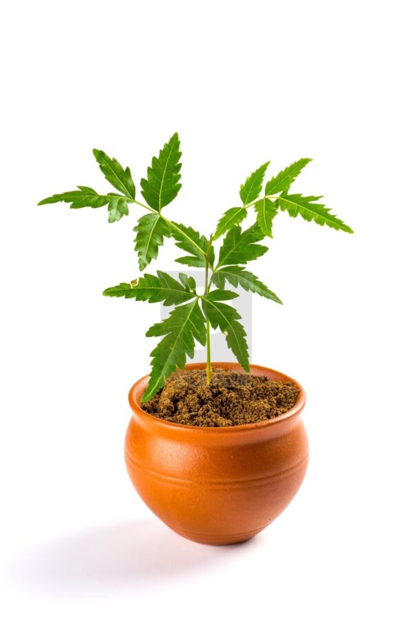 Azadirachta (Neem Tree)