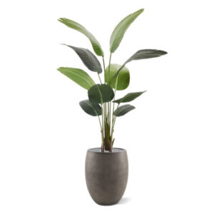 Strelitzia