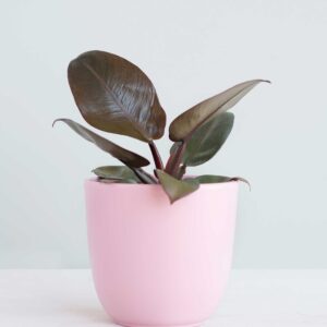Philodendron Black Cardinal