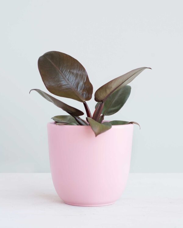 Philodendron Black Cardinal