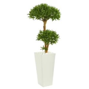 Podocarpus