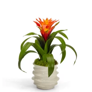 Guzmania