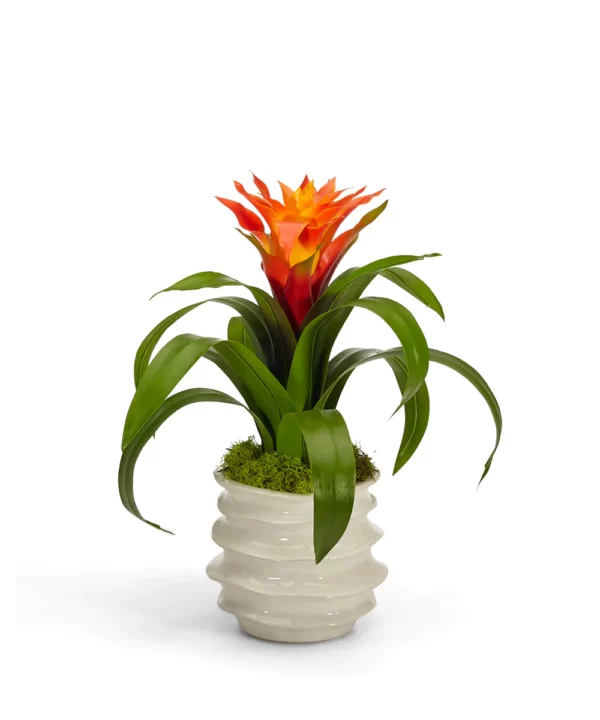 Guzmania