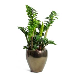 Zamioculcas Zamiifolia